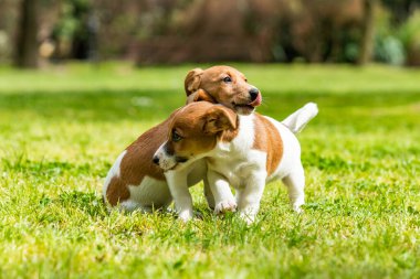İki Jack Russell teriyeri oynuyor. İki harika jack russell pu