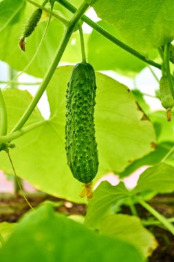 Serada genç bir salatalık büyüyen
