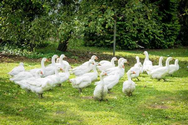 A flock of domestic white geese. White domestic Geese — ストック写真