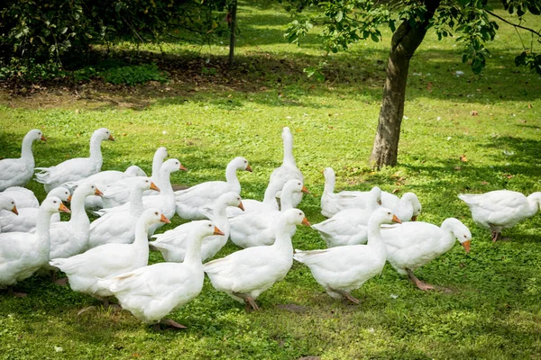 Gansos blancos. Gansos en la hierba. Aves domésticas — Foto de Stock