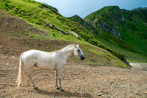 山地牧场上的白马。白色野马 — 图库照片