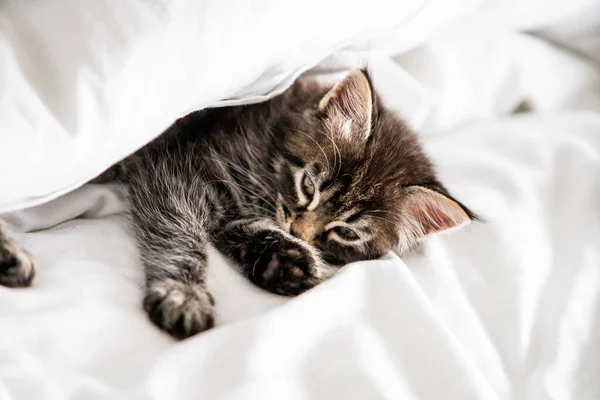 Cute Little Kitten Looks Out Blanket Indoor — Stock Photo, Image