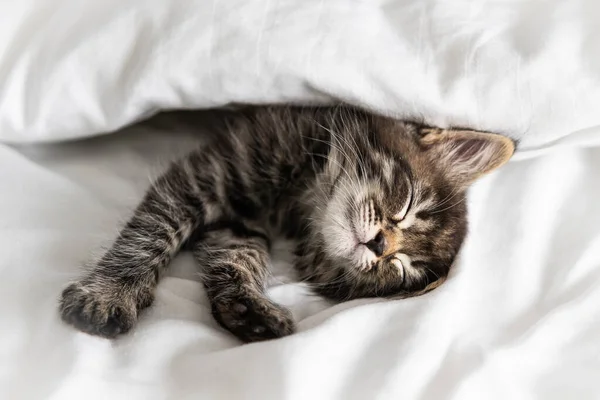 かわいい子猫は毛布の下から外を見る屋内 — ストック写真