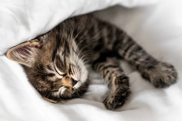 Bonito Gatinho Dormindo Coberto Com Cobertor — Fotografia de Stock