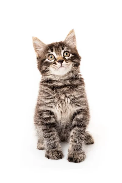 Liten Kattunge Isolerad Vit Bakgrund Roliga Kattunge Katt — Stockfoto