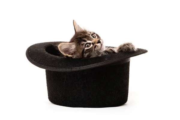 Kleines Kätzchen Sitzt Isoliert Hut Auf Weißem Hintergrund — Stockfoto