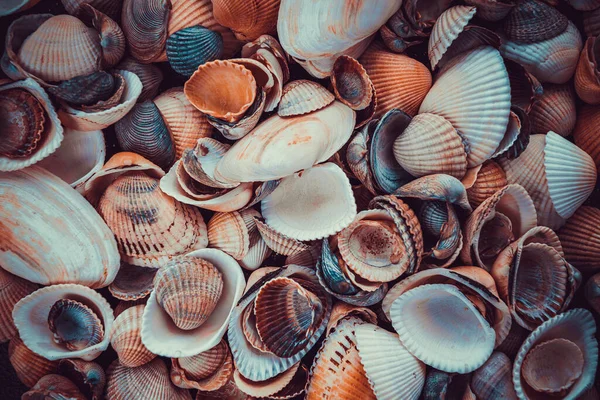 Beautiful Background Texture Nature Sea Shell Pattern — Stock Photo, Image