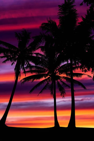 Oranje Dramatische Zonsondergang Met Palmbomen — Stockfoto