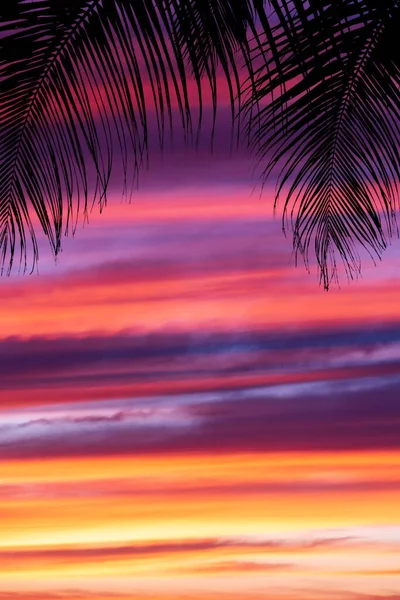 야자나무로 하늘을 찌푸리고 — 스톡 사진