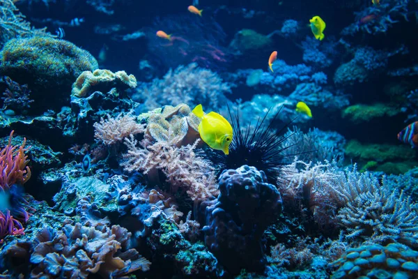 Coral Reef Fish Underwater Photo Underwater World Scene — Stock Photo, Image