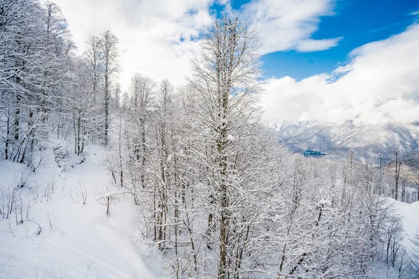 Winterschneebedeckte Bäume Den Bergen — Stockfoto