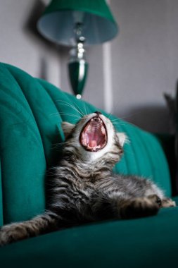 Kedi yavrusu çok güzel. gri kedi yavrusu