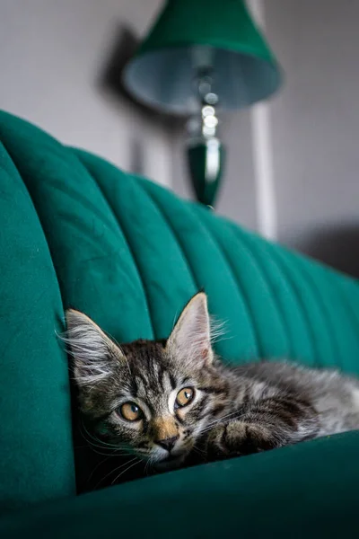 Αστείο Γατάκι Στο Σπίτι Γάτα Ξαπλωμένη Στο Κρεβάτι — Φωτογραφία Αρχείου
