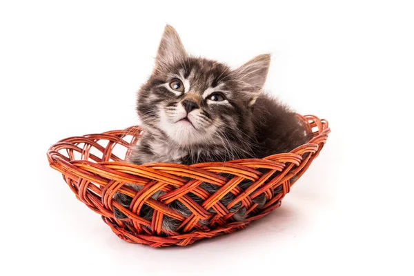可愛いです小さな子猫でウィッカーバスケット上の白い背景 — ストック写真