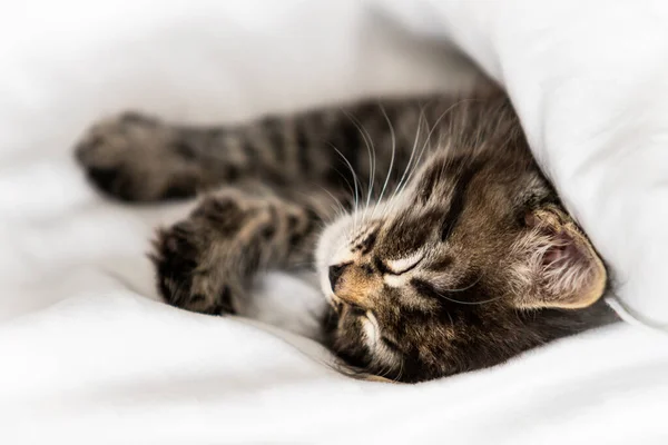 Roztomilé Koťátko Spí Přikryté Přikrývkou — Stock fotografie