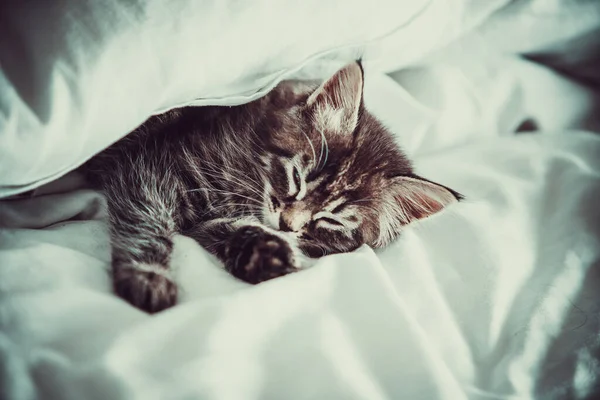 Bonito Gatinho Dormindo Coberto Com Cobertor — Fotografia de Stock