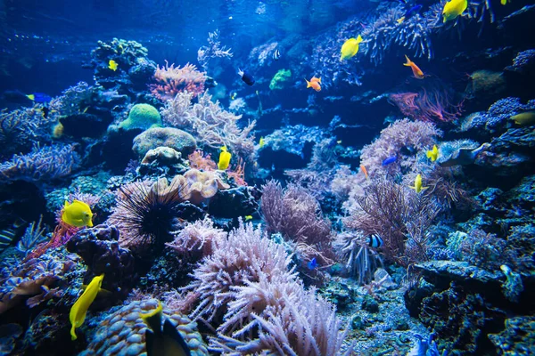 Tropical Fish Coral Reef Colourfull Fishes Dark Deep Blue Water — Stock Photo, Image