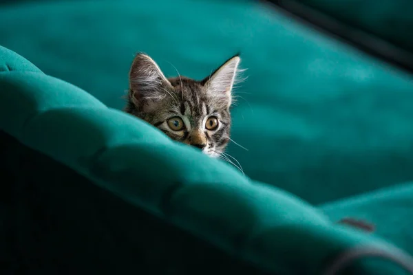 子猫はとても美しい グレーの子猫 — ストック写真