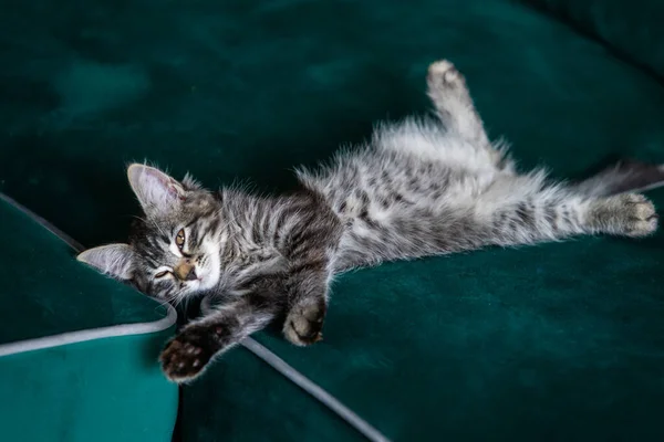 Котенок Лежит Зеленом Диване — стоковое фото