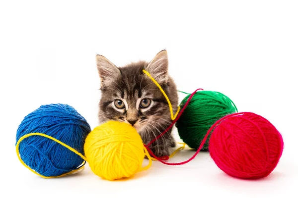 Kitten Met Ballen Van Draden Klein Katje Witte Achtergrond — Stockfoto