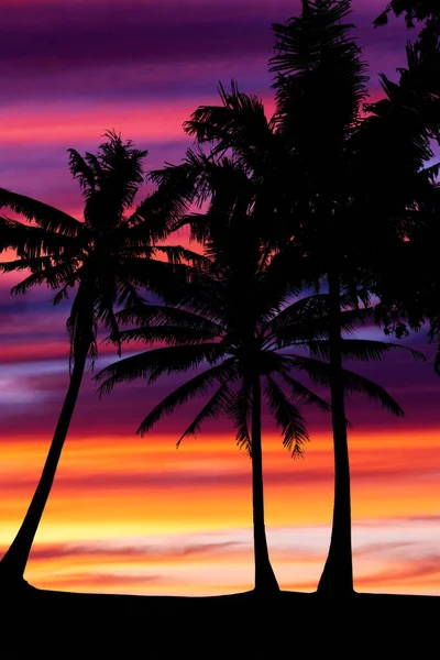 Oranje Dramatische Zonsondergang Met Palmbomen — Stockfoto