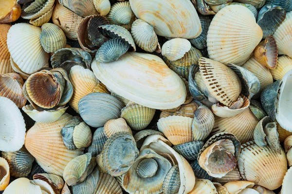 Mixed colorful sea shells as background. Sea Shell Texture