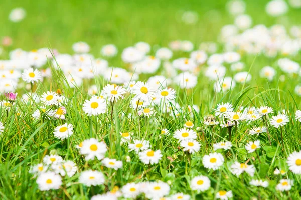 Spring Daisy Krásná Louka Letní Pozadí — Stock fotografie