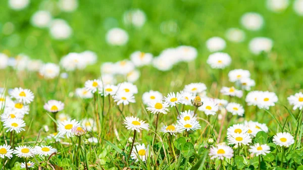 Daisy Květina Zelené Louce Bílé Sedmikrásky — Stock fotografie