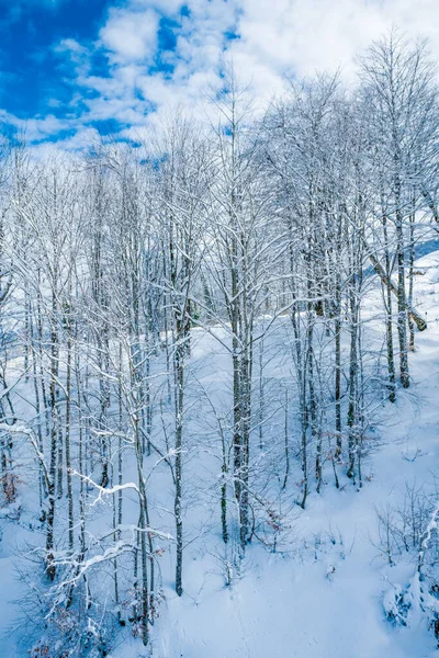 冬天的雪覆盖了山里的树木 — 图库照片