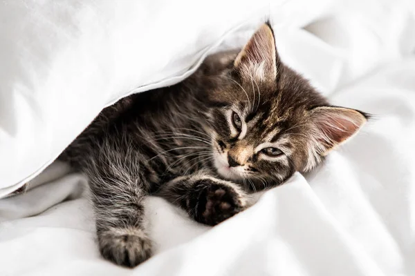 담요를 뒤집어쓴 채자고 귀여운 고양이 — 스톡 사진
