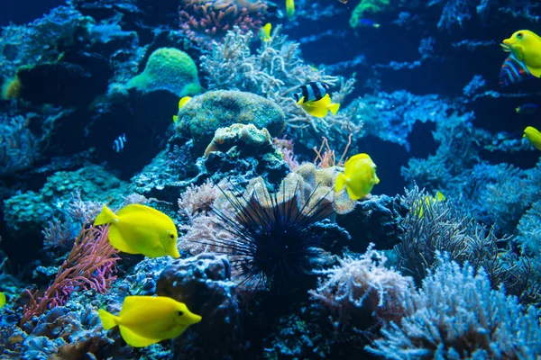 サンゴ礁の熱帯魚 濃い青の水の中でカラフルな魚が — ストック写真