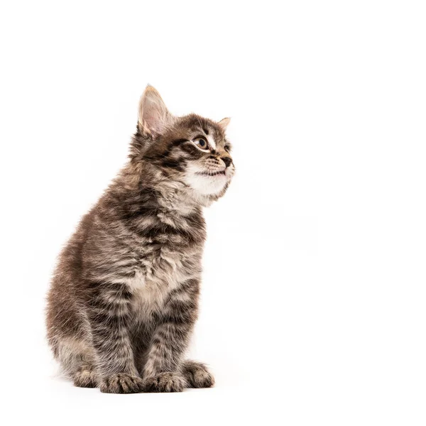 Beyaz Arka Planda Izole Edilmiş Küçük Kedi Yavrusu Komik Kedicik — Stok fotoğraf