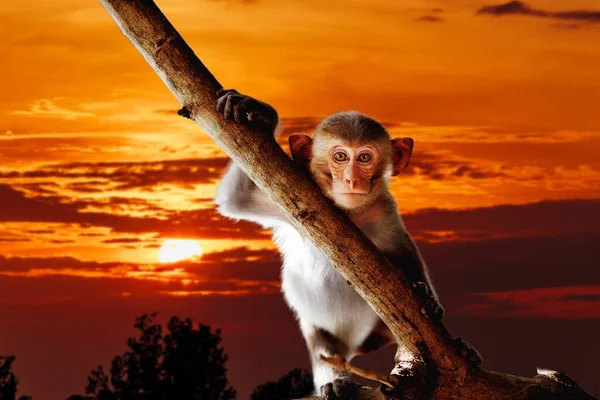 Pequeño Mono Bebé Macaco Atardecer — Foto de Stock