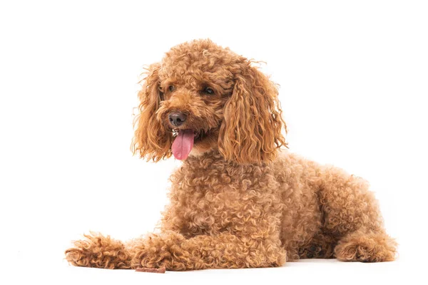 Red Poodle Isolated White Background — Stock Photo, Image