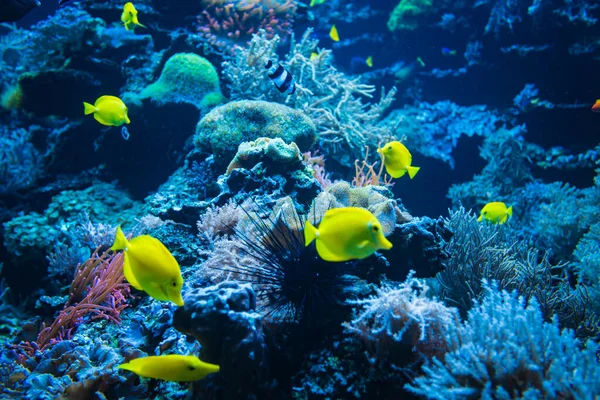 Coral Reef Fish Underwater Photo Underwater World Scene — Stock Photo, Image