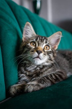 Kedi yavrusu çok güzel. gri kedi yavrusu