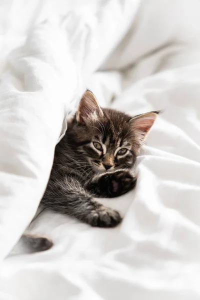 Söt Liten Kattunge Ser Filten Inomhus — Stockfoto