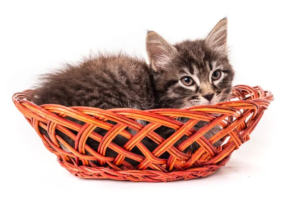 Mignon Petit Chaton Dans Panier Osier Sur Fond Blanc — Photo