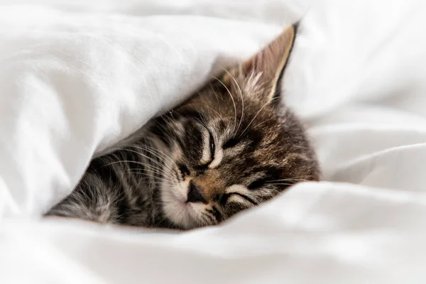 Cute Little Kitten Sleeping Covered Blanket — Stock Photo, Image