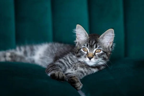 Котёнок Красивый Серый Котёнок — стоковое фото