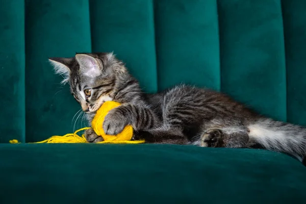 Gatito Juega Con Una Bola Hilo —  Fotos de Stock