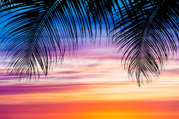 Помаранчевий Драматичний Захід Сонця Пальмами — стокове фото