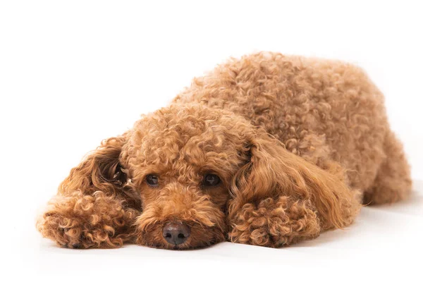 Small Apricot Poodle Isolated White Background — Stock Photo, Image