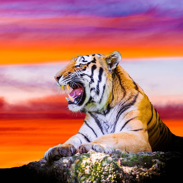 Retrato Tigre Roca Con Hermoso Cielo Atardecer — Foto de Stock