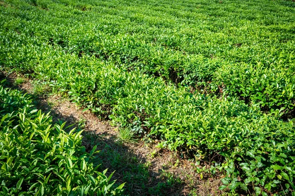 Green Tea Farm Spring Tea Plantation — Stock Photo, Image