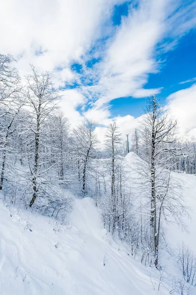 Zimowy Śnieg Pokryte Drzewa Górach — Zdjęcie stockowe