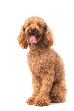 Kırmızı kaniş beyaz arkaplanda izole edildi