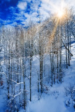 Orman ve güneşli güzel karlı kış manzarası. kış gün batımı