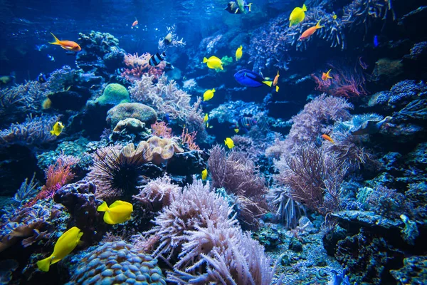 サンゴ礁の熱帯魚 濃い青の水の中でカラフルな魚が — ストック写真