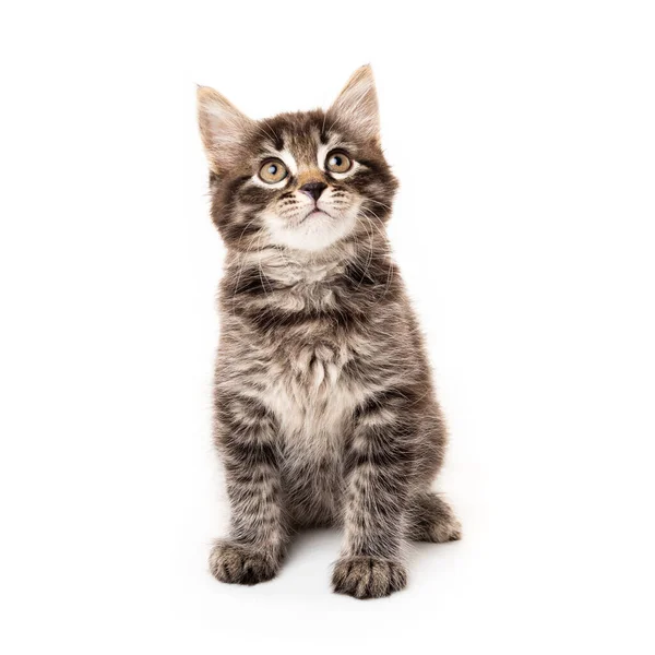 Liten Kattunge Isolerad Vit Bakgrund Roliga Kattunge Katt — Stockfoto